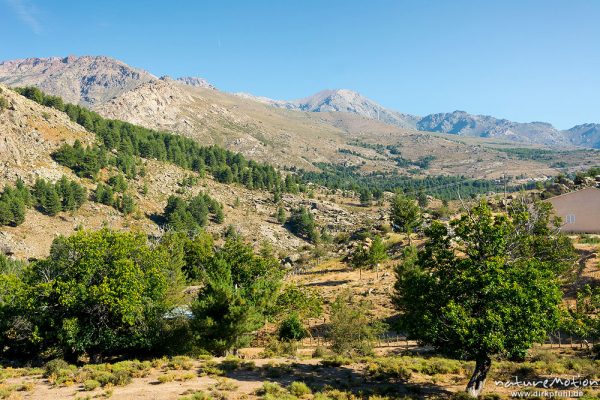 Blick ins Niolu, trockene Vegetation Ende August, bei Albertacce, Korsika, Frankreich