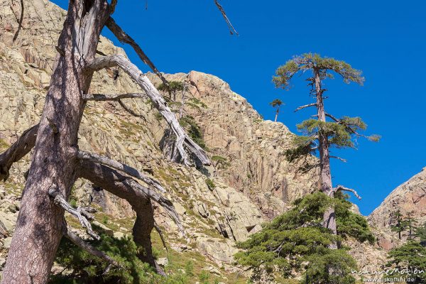 Schwarz-Kiefer, Laricio-Kiefer, Pinus nigra, Pinaceae, Bäume und Wald auf dem Weg durchs Tal des Golo zur Hütte Ciottulo di i Mori, Korsika, Frankreich