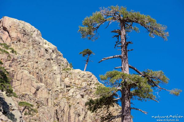 Schwarz-Kiefer, Laricio-Kiefer, Pinus nigra, Pinaceae, Bäume und Wald auf dem Weg durchs Tal des Gol, Korsika, Frankreich
