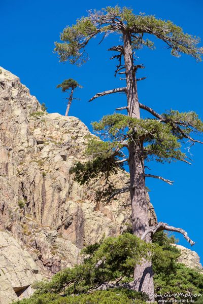 Schwarz-Kiefer, Laricio-Kiefer, Pinus nigra, Pinaceae, Bäume und Wald auf dem Weg durchs Tal des Golo zur Hütte Ciottulo di i Mori, Korsika, Frankreich