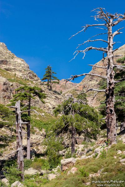 Schwarz-Kiefer, Laricio-Kiefer, Pinus nigra, Pinaceae, Bäume und Wald auf dem Weg durchs Tal des Golo zur Hütte Ciottulo di i Mori, Korsika, Frankreich