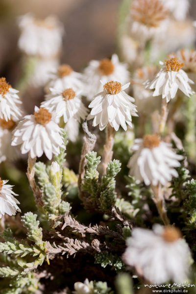Korsisches Edelweiss, Helichysum frigidum, Asteraceae, Polster zwischen Felsen am Bachlauf des Golo, Blüten bereits am verblühen, Korsika, Frankreich