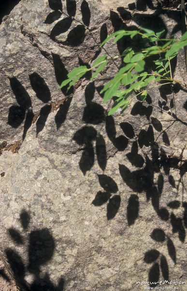 Buchenlaub wirft Schlagschatten auf Fels, Foret de Bonifato, Korsika, Korsika, Frankreich