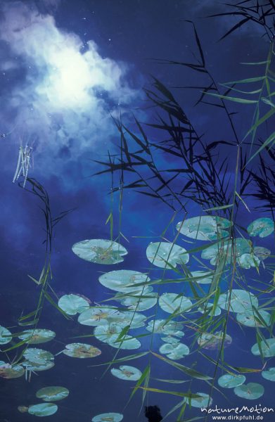 Seerosenblätter und Schilf, Himmelspiegelung, Blaugetönt durch Polfilter, Havel bei Babke, Mecklenburger Seen, Deutschland