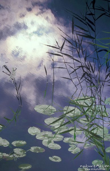 Seerosenblätter und Schilf, Himmelspiegelung, Havel bei Babke, Mecklenburger Seen, Deutschland