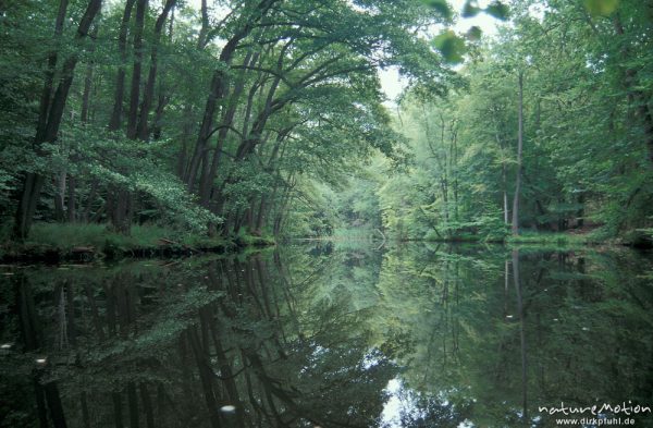 Auwald am Fluss, Spiegelung im Wasser, Havel bei Blankenförde, Mecklenburger Seen, Deutschland