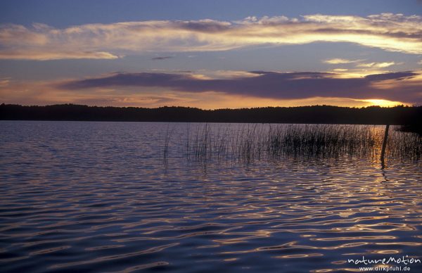 Sonnenuntergang über dem Gobenowsee, Wolken, Binsen, Wasserspiegelung, Mecklenburger Seen, Deutschland