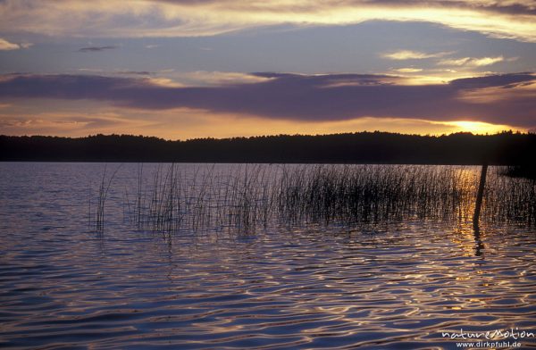 Sonnenuntergang über dem Gobenowsee, Wolken, Binsen, Wasserspiegelung, Mecklenburger Seen, Deutschland