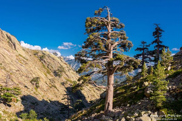 Schwarz-Kiefer, Laricio-Kiefer, Pinus nigra, Pinaceae, Bäume und Wald auf dem Weg durchs Tal des Golo zur Hütte Ciottulo di i Mori, Korsika, Frankreich