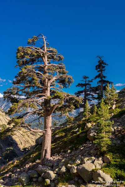Schwarz-Kiefer, Laricio-Kiefer, Pinus nigra, Pinaceae, Bäume und Wald auf dem Weg durchs Tal des Gol, Korsika, Frankreich