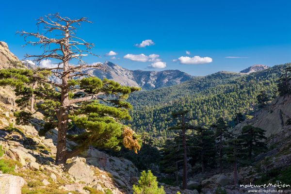 Schwarz-Kiefer, Laricio-Kiefer, Pinus nigra, Pinaceae, Bäume und Wald auf dem Weg durchs Tal des Golo zur Hütte Ciottulo di i Mori, Korsika, Frankreich