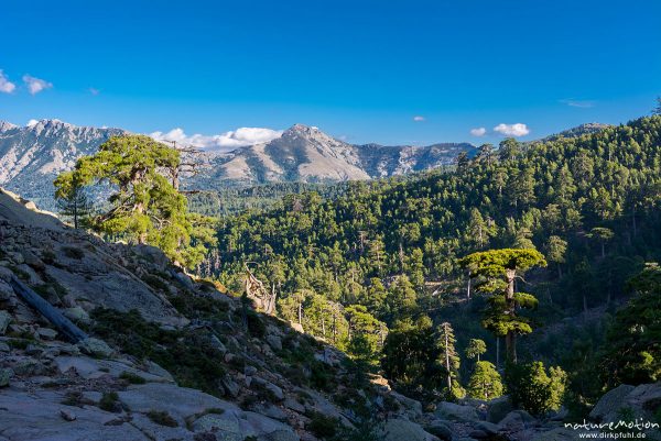 Schwarz-Kiefer, Laricio-Kiefer, Pinus nigra, Pinaceae, Bäume und Wald auf dem Weg durchs Tal des Golo zur Hütte Ciottulo di i Mori, Korsika, Frankreich