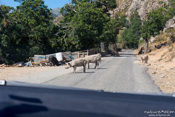 verwilderte Hausschweine auf der Straße, Poggio, Korsika, Frankreich