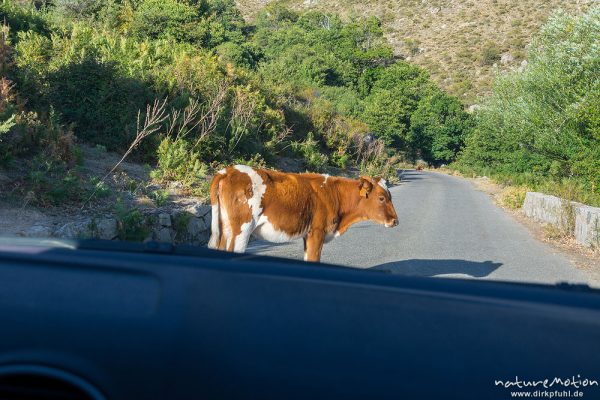 Kuh blockiert Straße, Niulo, Korsika, Frankreich