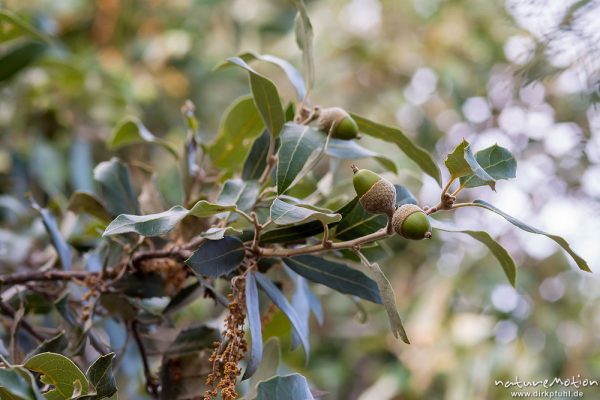 Steineiche, Quercus ilex, Fagaceae, reife Eicheln, Camping Asciaghiu, Korsika, Frankreich