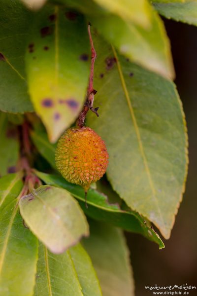 Erdbeerbaum, Arbutus unedo, Ericaceae, Frucht, Camping Asciiaghiu, Korsika, Frankreich