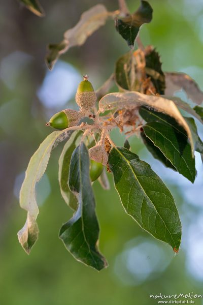 Steineiche, Quercus ilex, Fagaceae, reife Eicheln, Camping Asciaghiu, Korsika, Frankreich