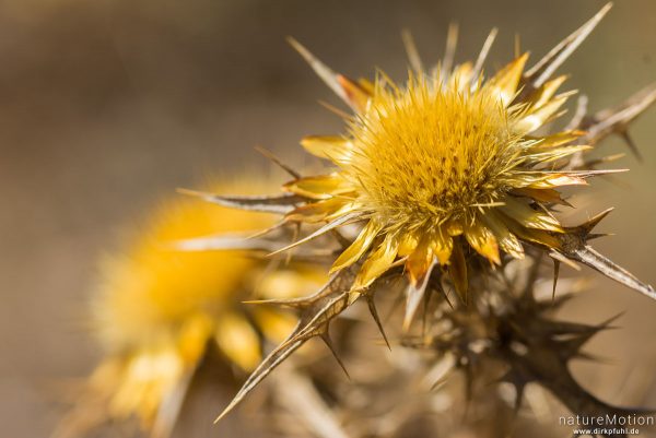 Ebensträußige Eberwurz, Carlina corymbosa, 	Asteraceae - Korbblütler, Nebengipfel der Punta di Vacca Morta, Korsika, Frankreich