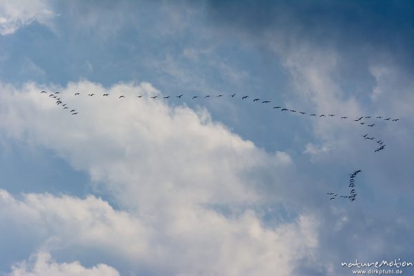 Kranich, Grauer Kranich, Grus grus, Kraniche  (Gruidae), Gruppe von Tieren fliegt in Formation zum Schlafplatz, abendlicher Einflug, Linum, A nature document - not arranged nor manipulated, Rhinluch, Deutschland