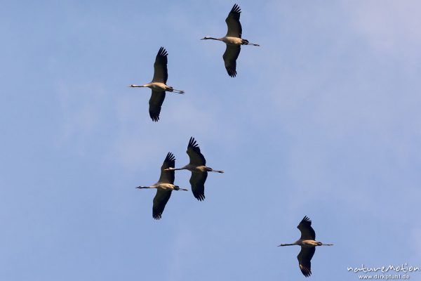 Kranich, Grauer Kranich, Grus grus, Kraniche  (Gruidae), Gruppe von Tieren fliegt in Formation zum Schlafplatz, abendlicher Einflug, Linum, A nature document - not arranged nor manipulated, Rhinluch, Deutschland