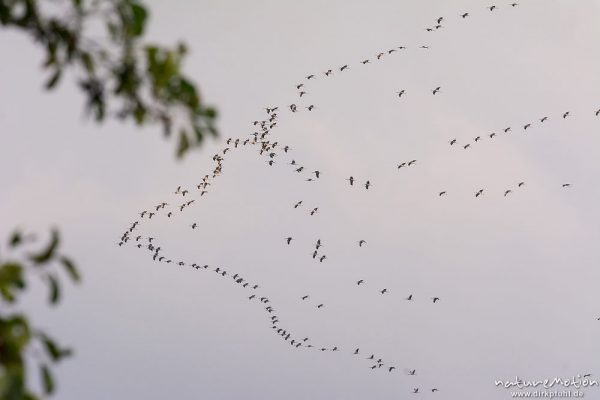 Kranich, Grauer Kranich, Grus grus, Kraniche  (Gruidae), Gruppe von Tieren fliegt in Formation zum Schlafplatz, abendlicher Einflug, Linum, A nature document - not arranged nor manipulated, Rhinluch, Deutschland