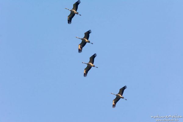 Kranich, Grauer Kranich, Grus grus, Kraniche  (Gruidae), Gruppe von Tieren fliegt in Formation zum Schlafplatz, abendlicher Einflug, Linum, A nature document - not arranged nor manipulated, Rhinluch, Deutschland