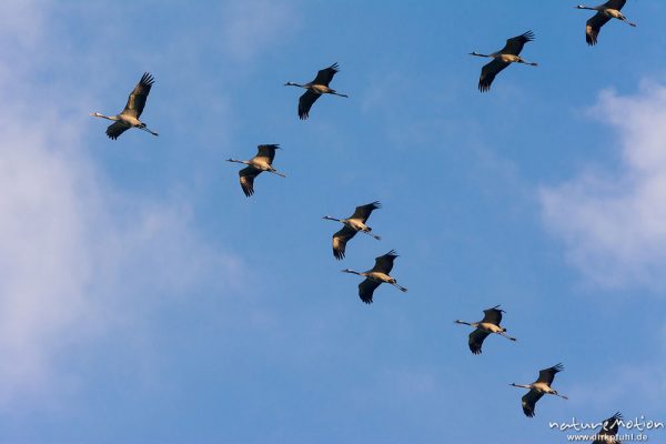 Kranich, Grauer Kranich, Grus grus, Kraniche  (Gruidae), Gruppe von Tieren fliegt in Formation zum Schlafplatz, abendlicher Einflug, Linum, A nature document - not arranged nor manipulated, Rhinluch, Deutschland