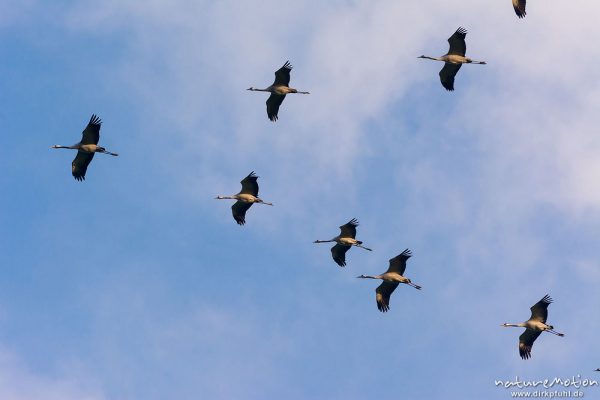 Kranich, Grauer Kranich, Grus grus, Kraniche  (Gruidae), Gruppe von Tieren fliegt in Formation zum Schlafplatz, abendlicher Einflug, Linum, A nature document - not arranged nor manipulated, Rhinluch, Deutschland