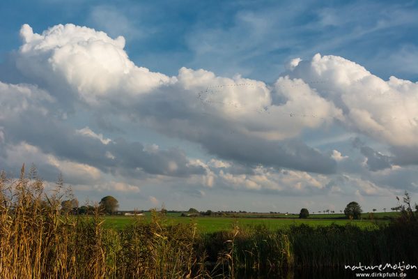 Kranich, Grauer Kranich, Grus grus, Kraniche  (Gruidae), Gruppe von Tieren fliegt in Formation zum Schlafplatz, abendlicher Einflug, Linum, A nature document - not arranged nor manipulated, Rhinluch, Deutschland