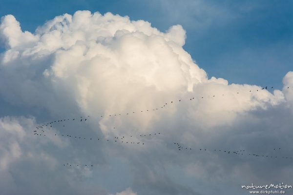 Kranich, Grauer Kranich, Grus grus, Kraniche  (Gruidae), Gruppe von Tieren fliegt in Formation zum Schlafplatz, abendlicher Einflug, Linum, A nature document - not arranged nor manipulated, Rhinluch, Deutschland