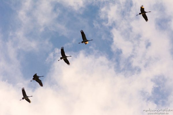 Kranich, Grauer Kranich, Grus grus, Kraniche  (Gruidae), Gruppe von Tieren fliegt in Formation zum Schlafplatz, abendlicher Einflug, Linum, A nature document - not arranged nor manipulated, Rhinluch, Deutschland