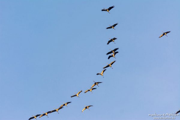 Kranich, Grauer Kranich, Grus grus, Kraniche  (Gruidae), Gruppe von Tieren fliegt in Formation zum Schlafplatz, abendlicher Einflug, Linum, A nature document - not arranged nor manipulated, Rhinluch, Deutschland