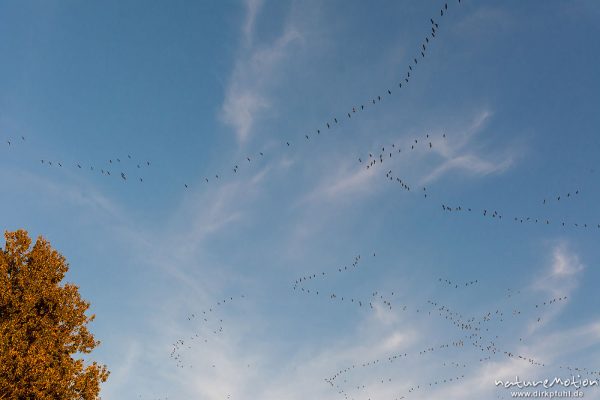 Kranich, Grauer Kranich, Grus grus, Kraniche  (Gruidae), Gruppe von Tieren fliegt in Formation zum Schlafplatz, abendlicher Einflug, Linum, A nature document - not arranged nor manipulated, Rhinluch, Deutschland