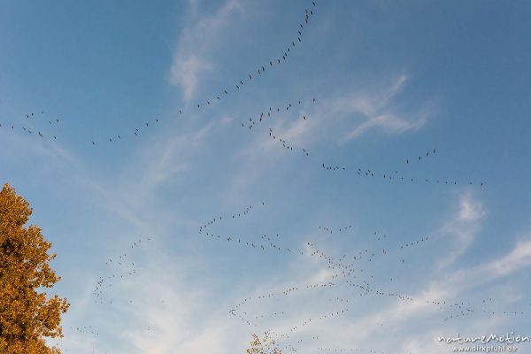 Kranich, Grauer Kranich, Grus grus, Kraniche  (Gruidae), Gruppe von Tieren fliegt in Formation zum Schlafplatz, abendlicher Einflug, Linum, A nature document - not arranged nor manipulated, Rhinluch, Deutschland