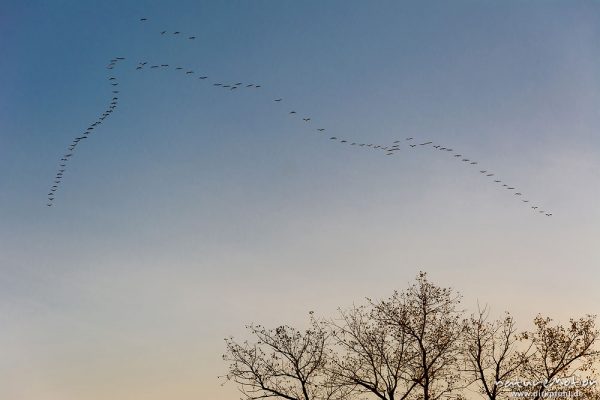 Kranich, Grauer Kranich, Grus grus, Kraniche  (Gruidae), Gruppe von Tieren fliegt in Formation zum Schlafplatz, abendlicher Einflug, Linum, A nature document - not arranged nor manipulated, Rhinluch, Deutschland