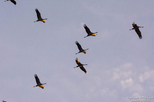 Kranich, Grauer Kranich, Grus grus, Kraniche  (Gruidae), Gruppe von Tieren fliegt in Formation zum Schlafplatz, abendlicher Einflug, Linum, A nature document - not arranged nor manipulated, Rhinluch, Deutschland