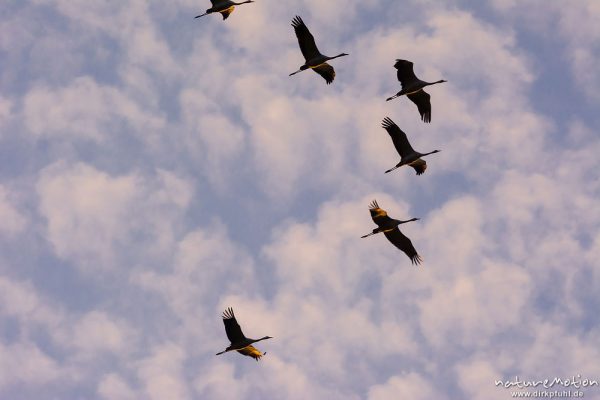 Kranich, Grauer Kranich, Grus grus, Kraniche  (Gruidae), Gruppe von Tieren fliegt in Formation zum Schlafplatz, abendlicher Einflug, Linum, A nature document - not arranged nor manipulated, Rhinluch, Deutschland