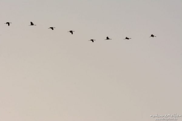 Kranich, Grauer Kranich, Grus grus, Kraniche  (Gruidae), Gruppe von Tieren fliegt in Formation zum Schlafplatz, abendlicher Einflug, Linum, A nature document - not arranged nor manipulated, Rhinluch, Deutschland