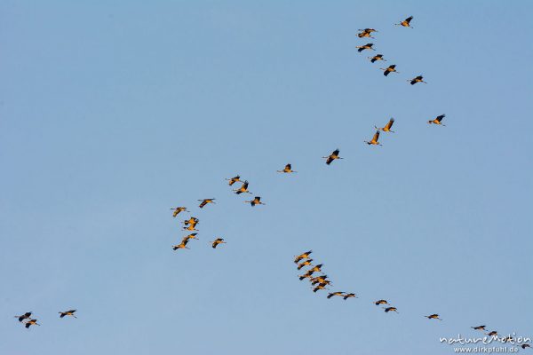 Kranich, Grauer Kranich, Grus grus, Kraniche  (Gruidae), Gruppe von Tieren fliegt in Formation zum Schlafplatz, abendlicher Einflug, Linum, A nature document - not arranged nor manipulated, Rhinluch, Deutschland