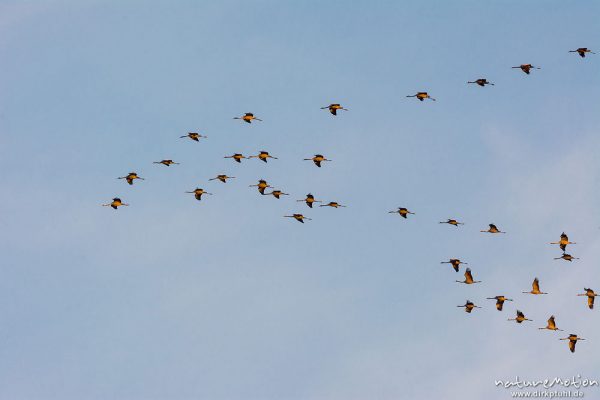 Kranich, Grauer Kranich, Grus grus, Kraniche  (Gruidae), Gruppe von Tieren fliegt in Formation zum Schlafplatz, abendlicher Einflug, Linum, A nature document - not arranged nor manipulated, Rhinluch, Deutschland