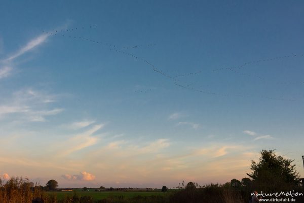 Kranich, Grauer Kranich, Grus grus, Kraniche  (Gruidae), Gruppe von Tieren fliegt in Formation zum Schlafplatz, abendlicher Einflug, Linum, A nature document - not arranged nor manipulated, Rhinluch, Deutschland