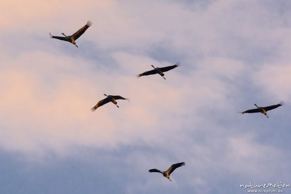 Kranich, Grauer Kranich, Grus grus, Kraniche  (Gruidae), Gruppe von Tieren fliegt in Formation zum Schlafplatz, abendlicher Einflug, Linum, A nature document - not arranged nor manipulated, Rhinluch, Deutschland