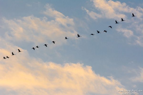 Kranich, Grauer Kranich, Grus grus, Kraniche  (Gruidae), Gruppe von Tieren fliegt in Formation zum Schlafplatz, abendlicher Einflug, Linum, A nature document - not arranged nor manipulated, Rhinluch, Deutschland