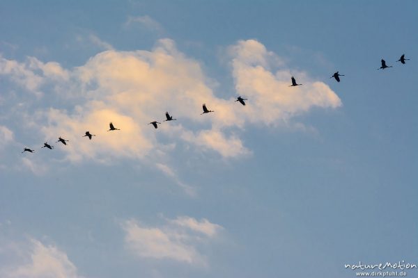 Kranich, Grauer Kranich, Grus grus, Kraniche  (Gruidae), Gruppe von Tieren fliegt in Formation zum Schlafplatz, abendlicher Einflug, Linum, A nature document - not arranged nor manipulated, Rhinluch, Deutschland