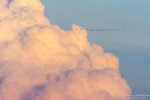 Kranich, Grauer Kranich, Grus grus, Kraniche  (Gruidae), Gruppe von Tieren fliegt in Formation zum Schlafplatz, im Hintergrund tiefliegende Cumuluswolke im roten Abendlicht, abendlicher Einflug, Linum, A nature document - not arranged nor manipulated, Rhinluch, Deutschland