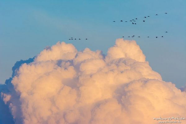 Kranich, Grauer Kranich, Grus grus, Kraniche  (Gruidae), Gruppe von Tieren fliegt in Formation zum Schlafplatz, im Hintergrund tiefliegende Cumuluswolke im roten Abendlicht, abendlicher Einflug, Linum, A nature document - not arranged nor manipulated, Rhinluch, Deutschland