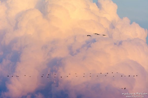 Kranich, Grauer Kranich, Grus grus, Kraniche  (Gruidae), Gruppe von Tieren fliegt in Formation zum Schlafplatz, im Hintergrund tiefliegende Cumuluswolke im roten Abendlicht, abendlicher Einflug, Linum, A nature document - not arranged nor manipulated, Rhinluch, Deutschland