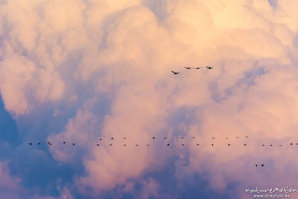 Kranich, Grauer Kranich, Grus grus, Kraniche  (Gruidae), Gruppe von Tieren fliegt in Formation zum Schlafplatz, im Hintergrund tiefliegende Cumuluswolke im roten Abendlicht, abendlicher Einflug, Linum, A nature document - not arranged nor manipulated, Rhinluch, Deutschland