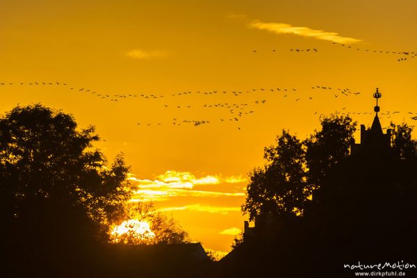 Kranich, Grauer Kranich, Grus grus, Kraniche  (Gruidae), Gruppe von Tieren fliegt in Formation zum Schlafplatz, im Hintergrund Sonnenuntergang über der Kirche von Linum, abendlicher Einflug, Linum, A nature document - not arranged nor manipulated, Rhinluch, Deutschland