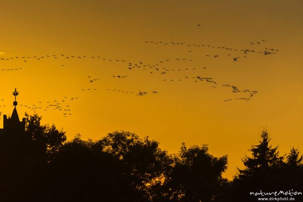 Kranich, Grauer Kranich, Grus grus, Kraniche  (Gruidae), Gruppe von Tieren fliegt in Formation zum Schlafplatz, im Hintergrund Sonnenuntergang über der Kirche von Linum, abendlicher Einflug, Linum, A nature document - not arranged nor manipulated, Rhinluch, Deutschland